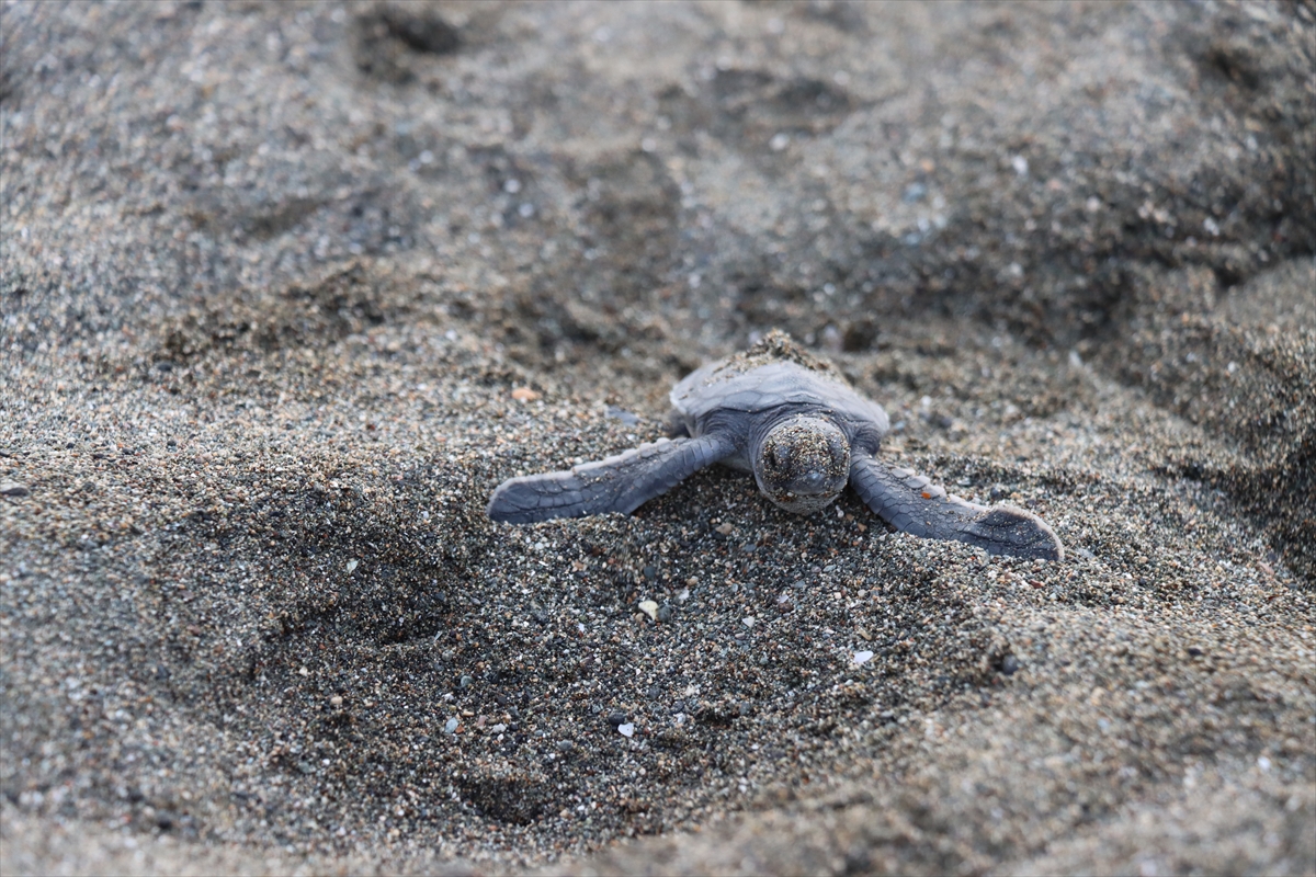 A A 20250822 38892106 38892100 H A T A Y D A Y U M U R T A L A R I N D A N C I K A N K A P L U M B A G A Y A V R U L A R I D E N I Z L E B U L U S T U