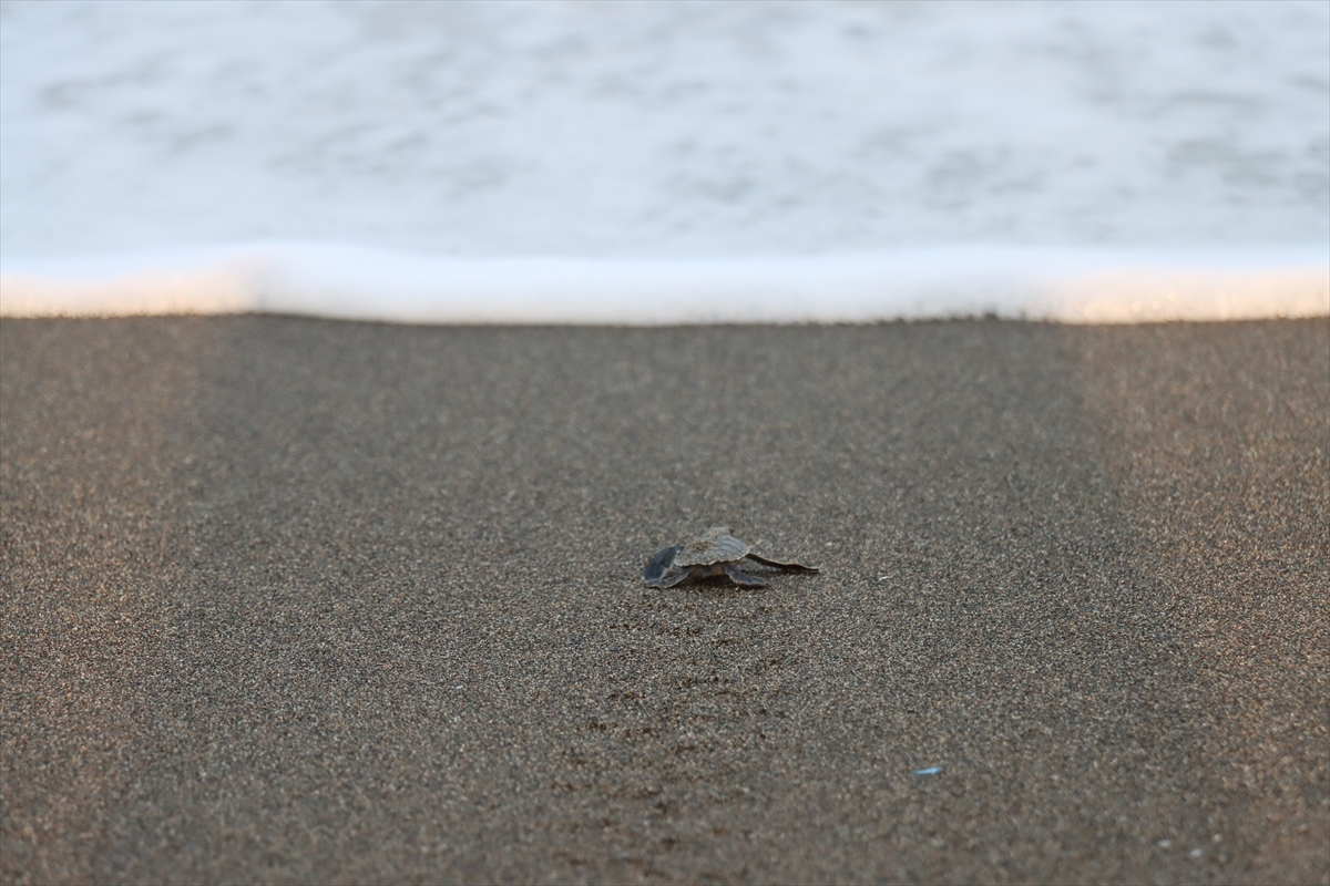 A A 20250822 38892106 38892102 H A T A Y D A Y U M U R T A L A R I N D A N C I K A N K A P L U M B A G A Y A V R U L A R I D E N I Z L E B U L U S T U