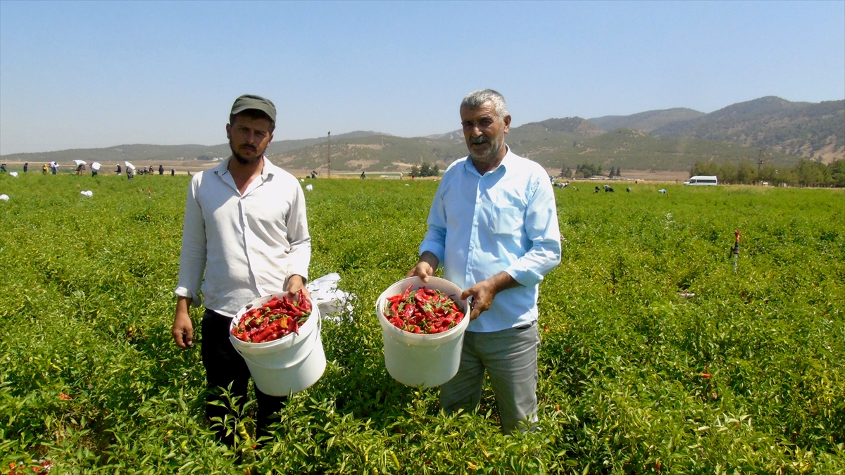 A A 20250822 38894444 38894439 G A Z I A N T E P T E S O F R A L I K K I R M I Z I B I B E R H A S A D I B A S L A D I