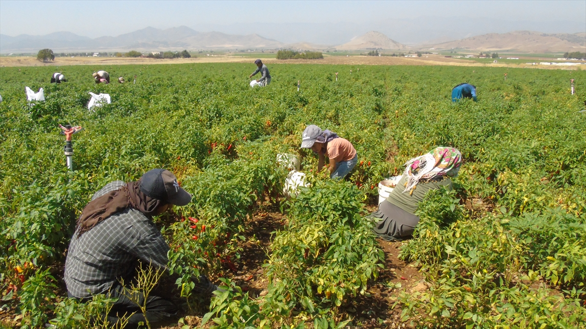 A A 20250822 38894444 38894442 G A Z I A N T E P T E S O F R A L I K K I R M I Z I B I B E R H A S A D I B A S L A D I