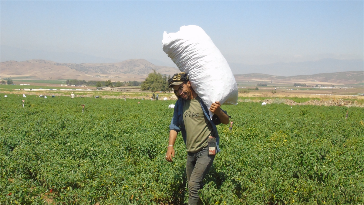 A A 20250822 38894444 38894443 G A Z I A N T E P T E S O F R A L I K K I R M I Z I B I B E R H A S A D I B A S L A D I