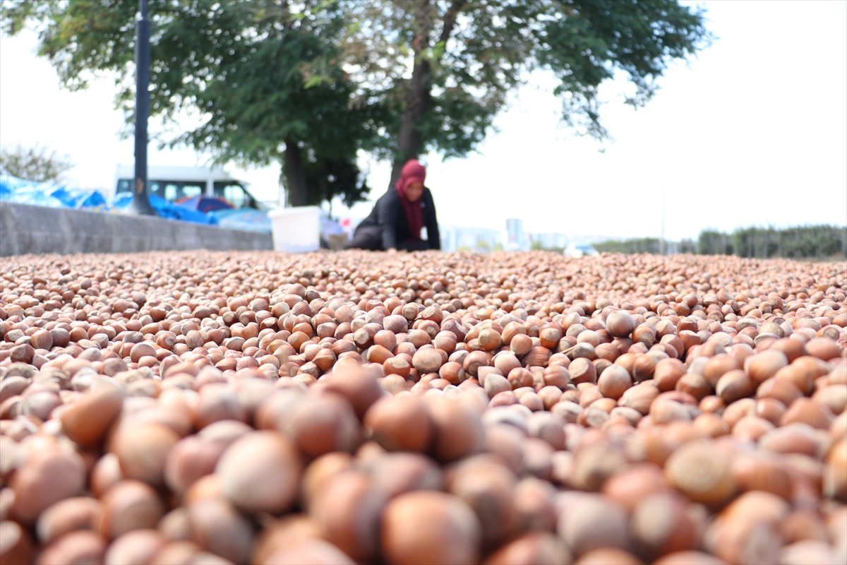 A A 20250824 38909302 38909281 K A R A D E N I Z S A H I L Y O L U N D A K I K A L D I R I M L A R D A F I N D I K K U R U T M A M E S A I S I B A S L A D I