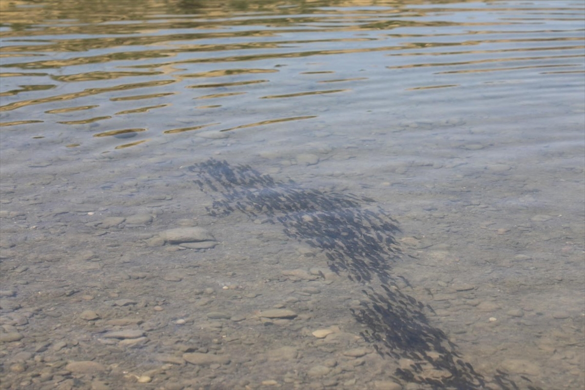 A A 20250828 38952752 38952751 E L A Z I G D A U R E T I L E N 17 M I L Y O N Y A V R U S A Z A N I C S U L A R L A B U L U S T U R U L A C A K