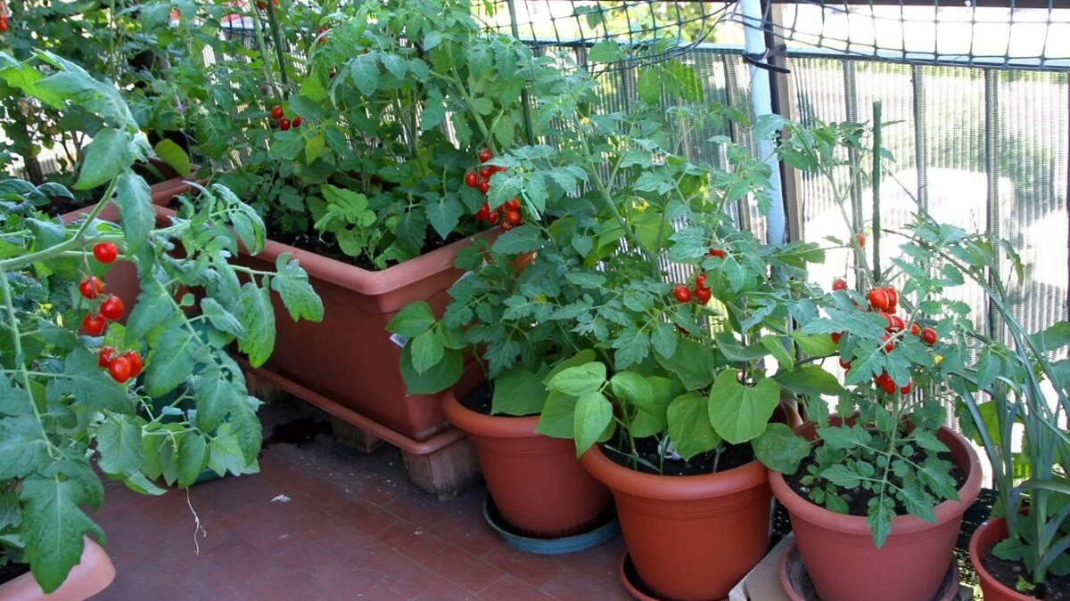 Balkonunu Bahçeye Çevirdi