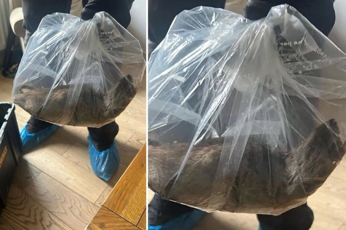 Gxgp S5W Wo A Ag Lu7