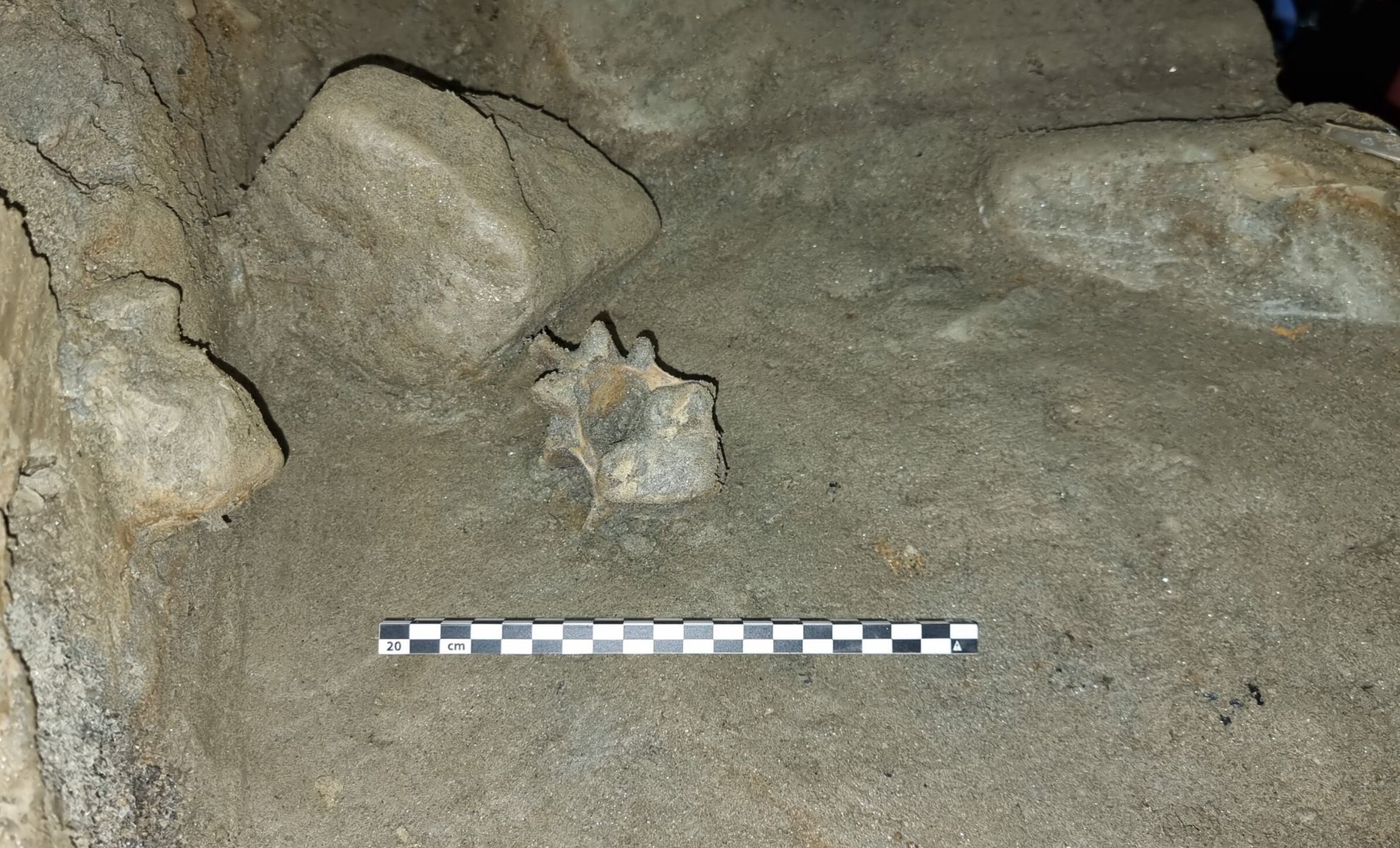 Lost Arctic World Unveiled 75000 Year Old Animal Remains Found In Norway