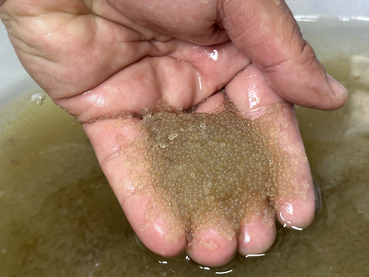 A A 20250905 39029699 39029697 I S P A R T A D A E G I R D I R G O L U N E 300 B I N S A Z A N Y A V R U S U B I R A K I L A C A K