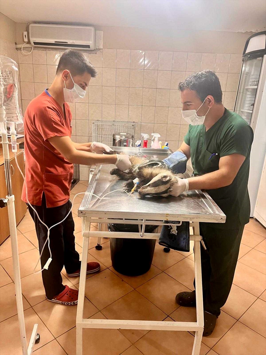 A A 20250905 39030622 39030618 A N T A L Y A D A B I R E V I N B A H C E S I N D E B U L U N A N P O R S U K T E D A V I A L T I N A A L I N D I