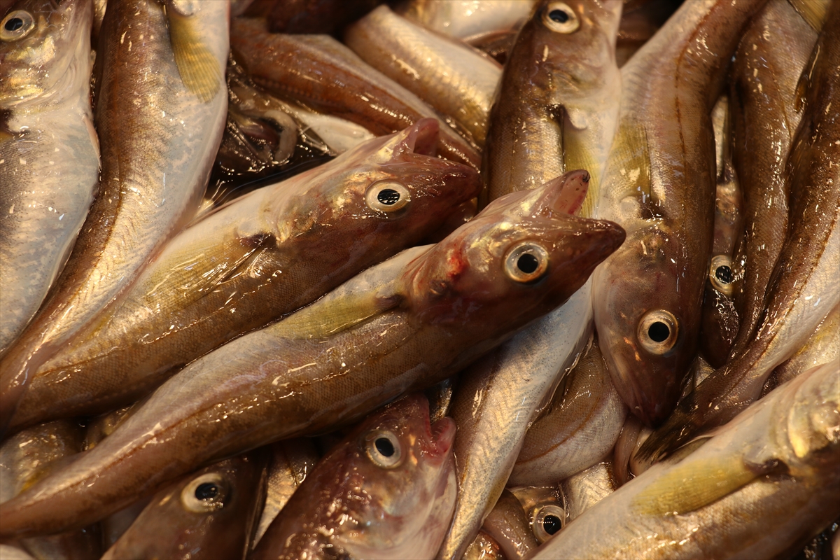 A A 20250907 39045187 39045185 T R A B Z O N D A B A L I K C I T E Z G A H L A R I N I M E Z G I T V E I S T A V R I T S U S L U Y O R