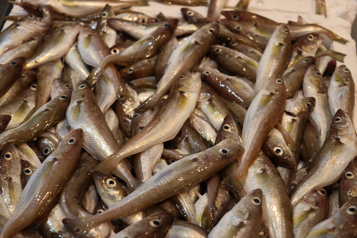 A A 20250907 39045187 39045186 T R A B Z O N D A B A L I K C I T E Z G A H L A R I N I M E Z G I T V E I S T A V R I T S U S L U Y O R