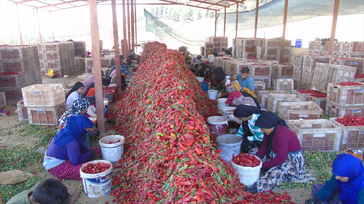 A A 20250911 39083668 39083659 G A Z I A N T E P T E U R E T I C I L E R I N V E M E V S I M L I K I S C I L E R I N A C I M E S A I S I B A S L A D I