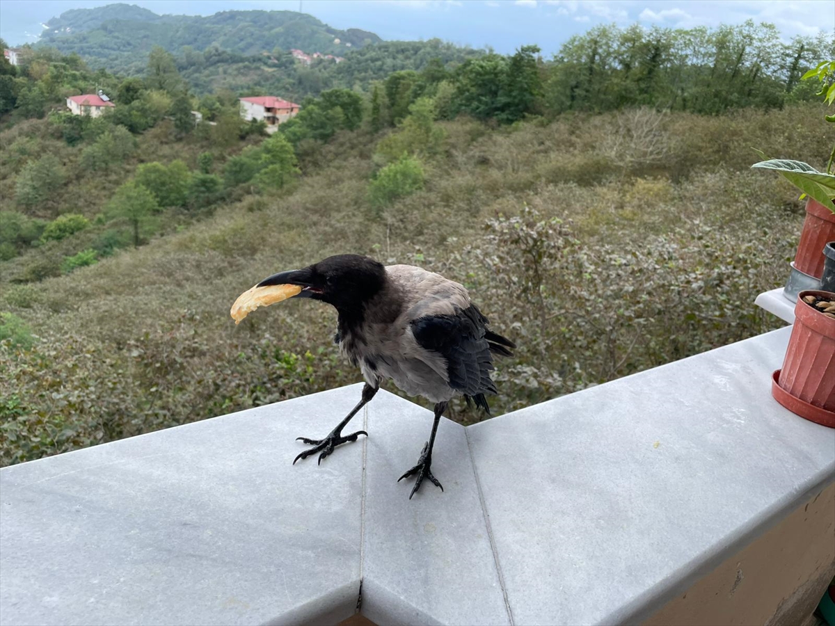 A A 20250914 39110173 39110172 F I N D I K I K R A M E T T I G I K A R G A Y L A D O S T L U K K U R D U