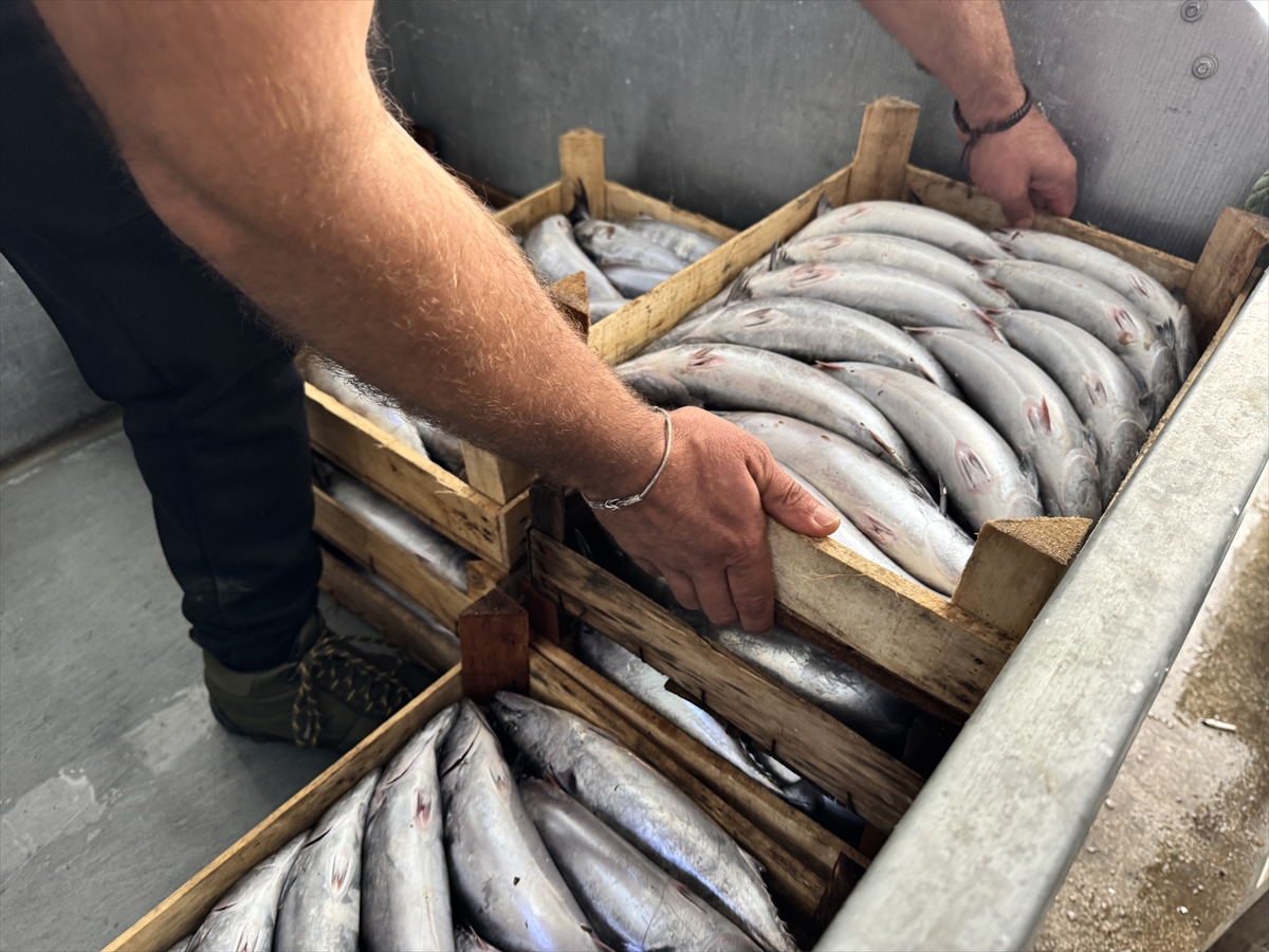 A A 20250924 39210794 39210791 S I N O P T A B I R G E C E D E Y A K L A S I K 9 B I N P A L A M U T A V L A N D I