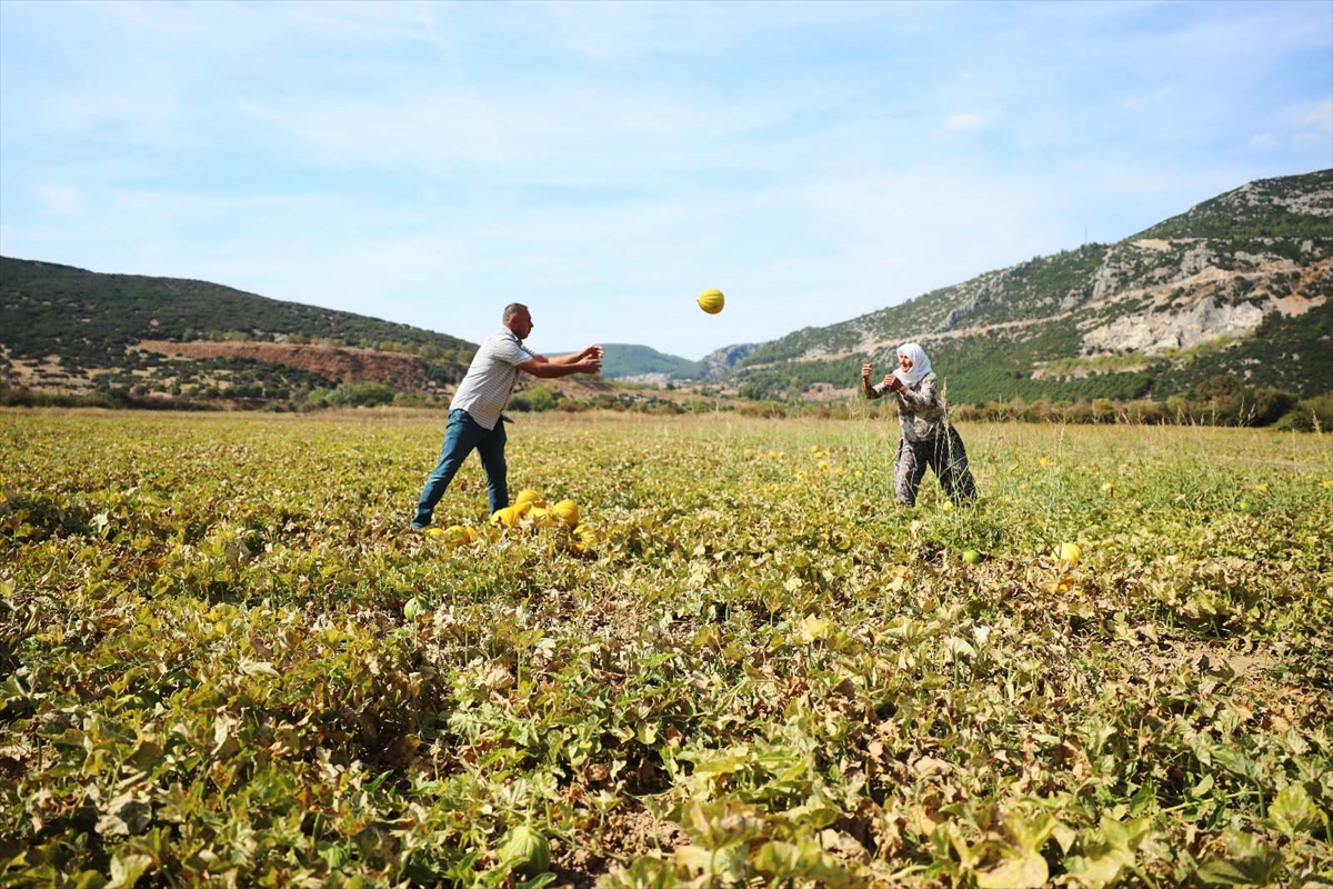 A A 20250926 39234906 39234893 M U G L A D A I N I L E R E K U L A S I L A N K A R A B A G L A R Y A Y L A S I N D A K A V U N H A S A D I Y A P I L D I