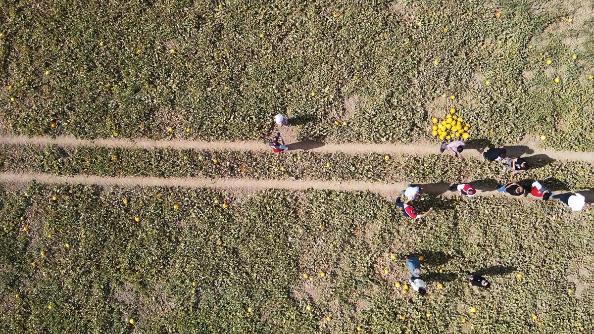 A A 20250926 39234906 39234896 M U G L A D A I N I L E R E K U L A S I L A N K A R A B A G L A R Y A Y L A S I N D A K A V U N H A S A D I Y A P I L D I