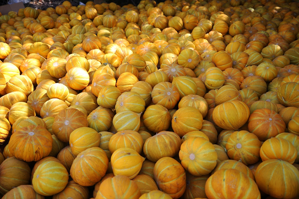 A A 20250926 39234906 39234901 M U G L A D A I N I L E R E K U L A S I L A N K A R A B A G L A R Y A Y L A S I N D A K A V U N H A S A D I Y A P I L D I