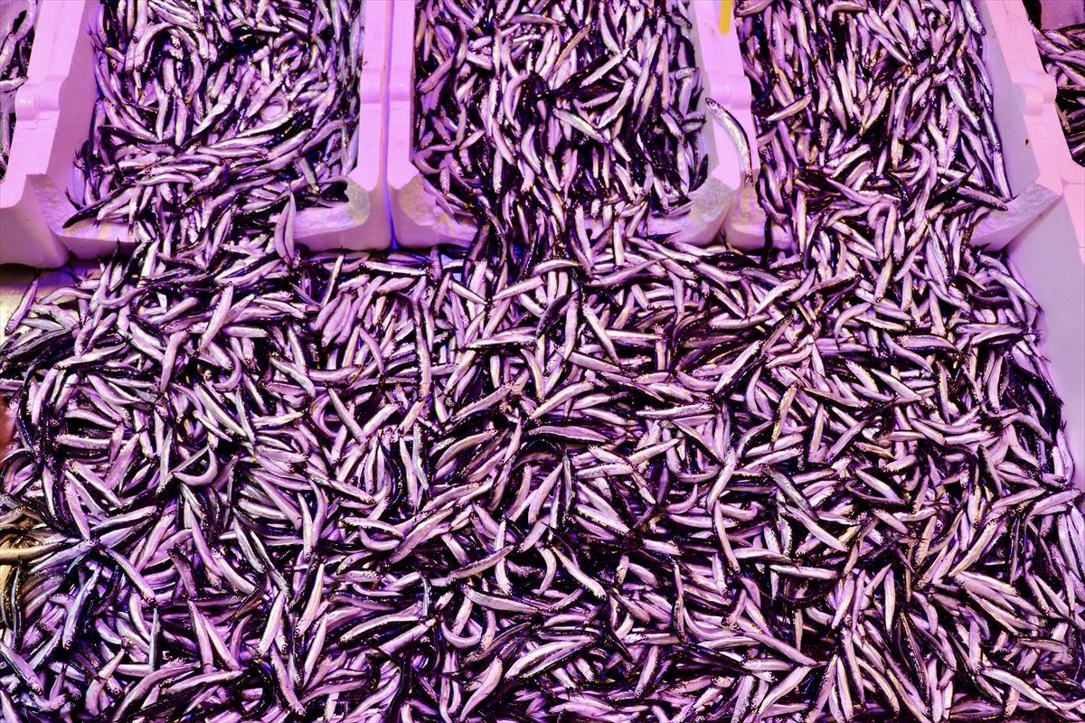 A A 20250928 39249526 39249525 T R A B Z O N D A H A M S I N I N K I L O G R A M I 150 L I R A D A N S A T I L I Y O R