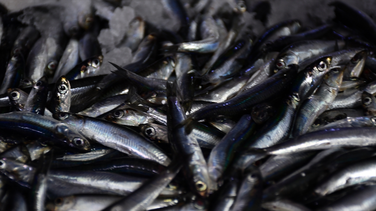 A A 20251002 39284775 39284762 D U Z C E D E H A M S I B O L L U G U B A L I K C I L A R I N Y U Z U N U G U L D U R D U