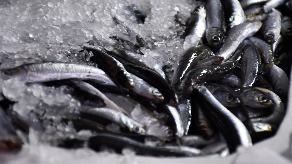 A A 20251002 39284775 39284767 D U Z C E D E H A M S I B O L L U G U B A L I K C I L A R I N Y U Z U N U G U L D U R D U