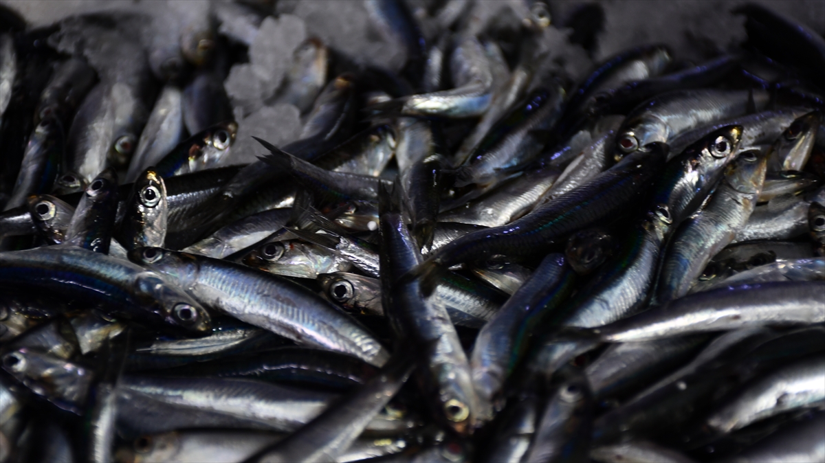 A A 20251002 39284775 39284770 D U Z C E D E H A M S I B O L L U G U B A L I K C I L A R I N Y U Z U N U G U L D U R D U