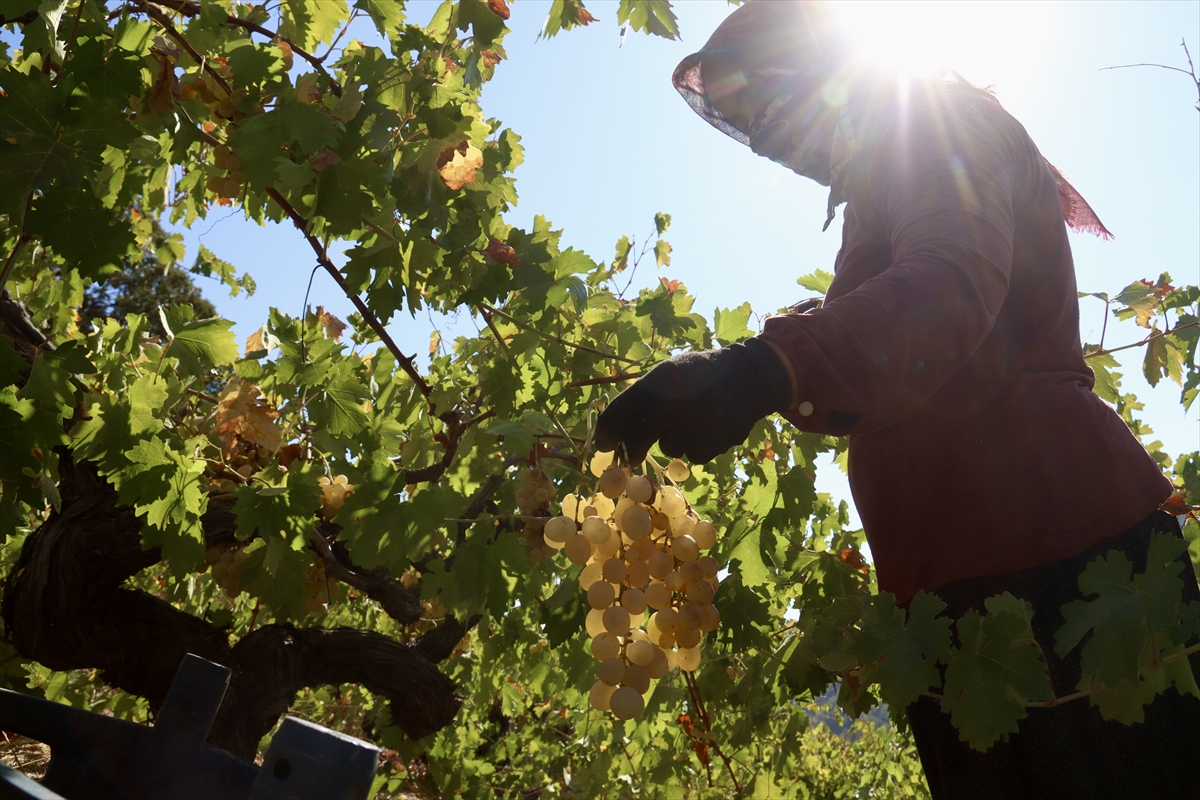 A A 20251012 39388948 39388936 O S M A N I Y E D E B A G B O Z U M U N U N A R D I N D A N P E K M E Z Y A P I M I N A B A S L A N D I