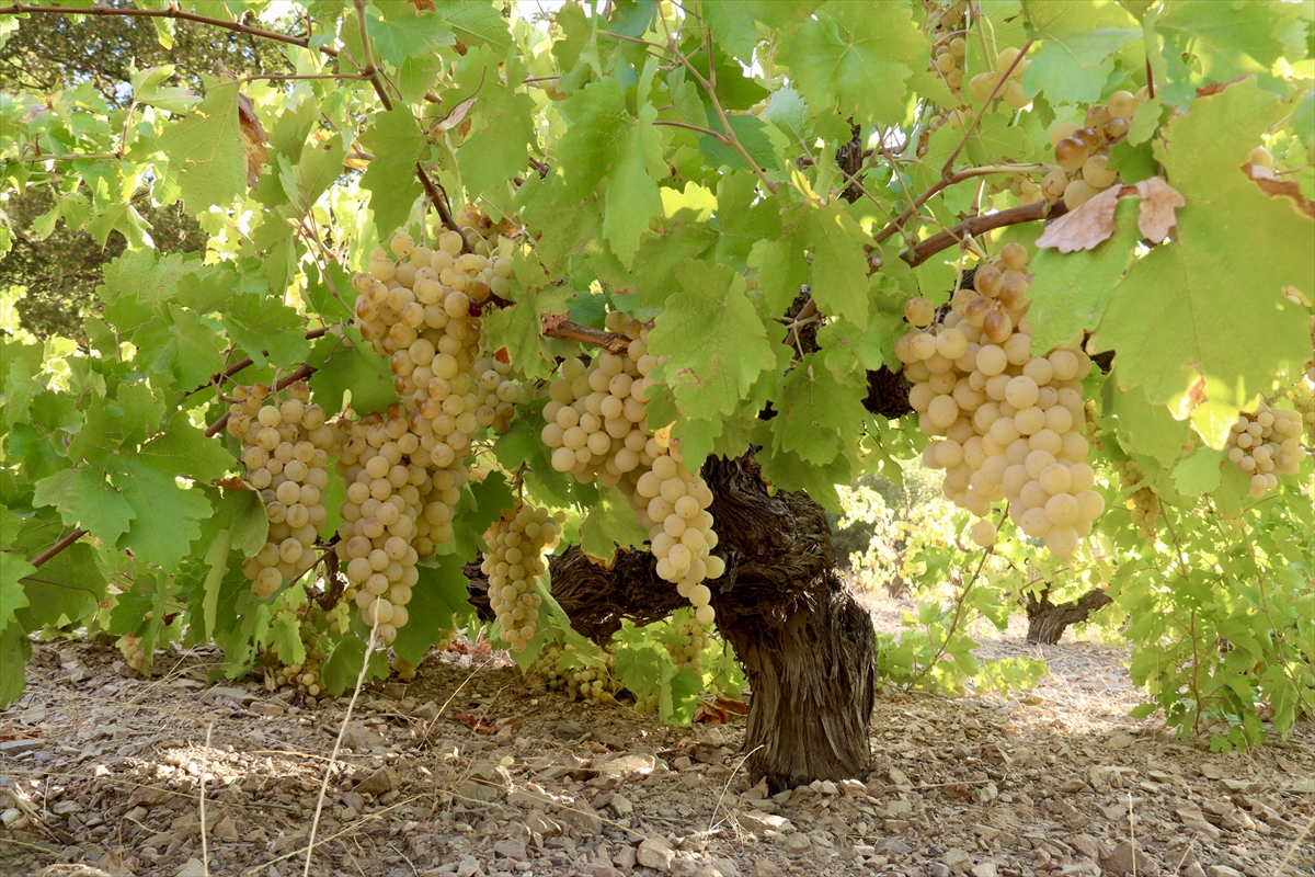 A A 20251012 39388948 39388939 O S M A N I Y E D E B A G B O Z U M U N U N A R D I N D A N P E K M E Z Y A P I M I N A B A S L A N D I