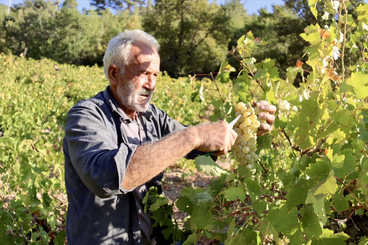 A A 20251012 39388948 39388941 O S M A N I Y E D E B A G B O Z U M U N U N A R D I N D A N P E K M E Z Y A P I M I N A B A S L A N D I