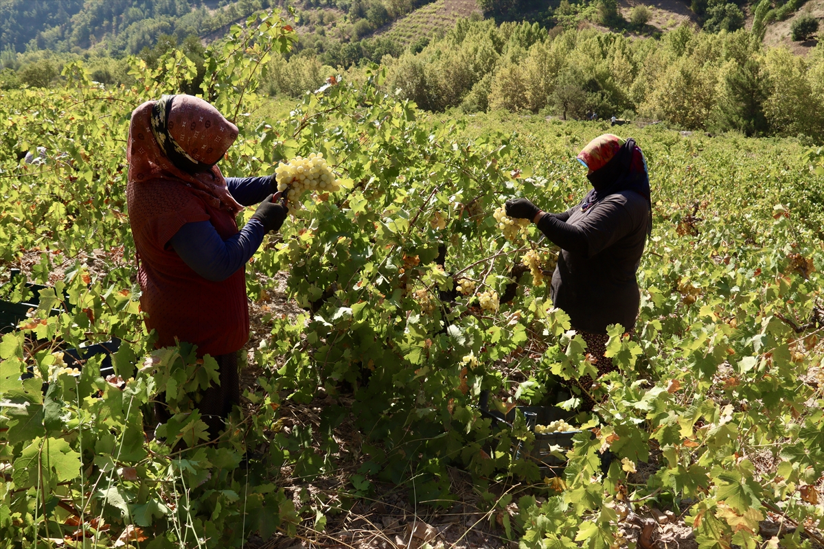 A A 20251012 39388948 39388942 O S M A N I Y E D E B A G B O Z U M U N U N A R D I N D A N P E K M E Z Y A P I M I N A B A S L A N D I