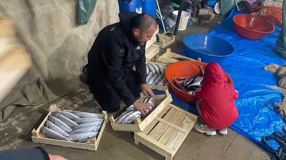 A A 20251016 39425210 39425207 S I N O P T A B A L I K C I L A R B I R G E C E D E 3 B I N 200 P A L A M U T A V L A D I