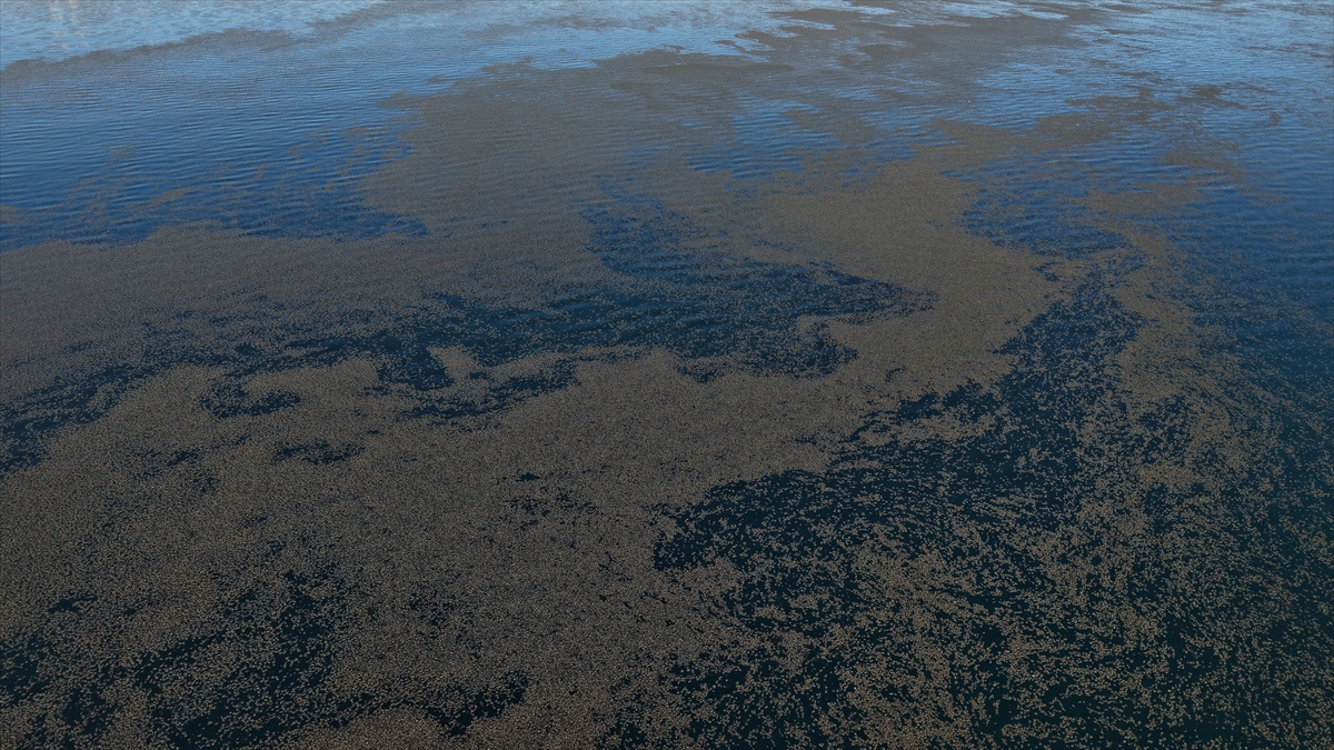 A A 20251022 39484339 39484336 V A N G O L U N D E K I Y I Y A Y A K I N B A Z I N O K T A L A R D A Y O S U N T A B A K A S I O L U S T U