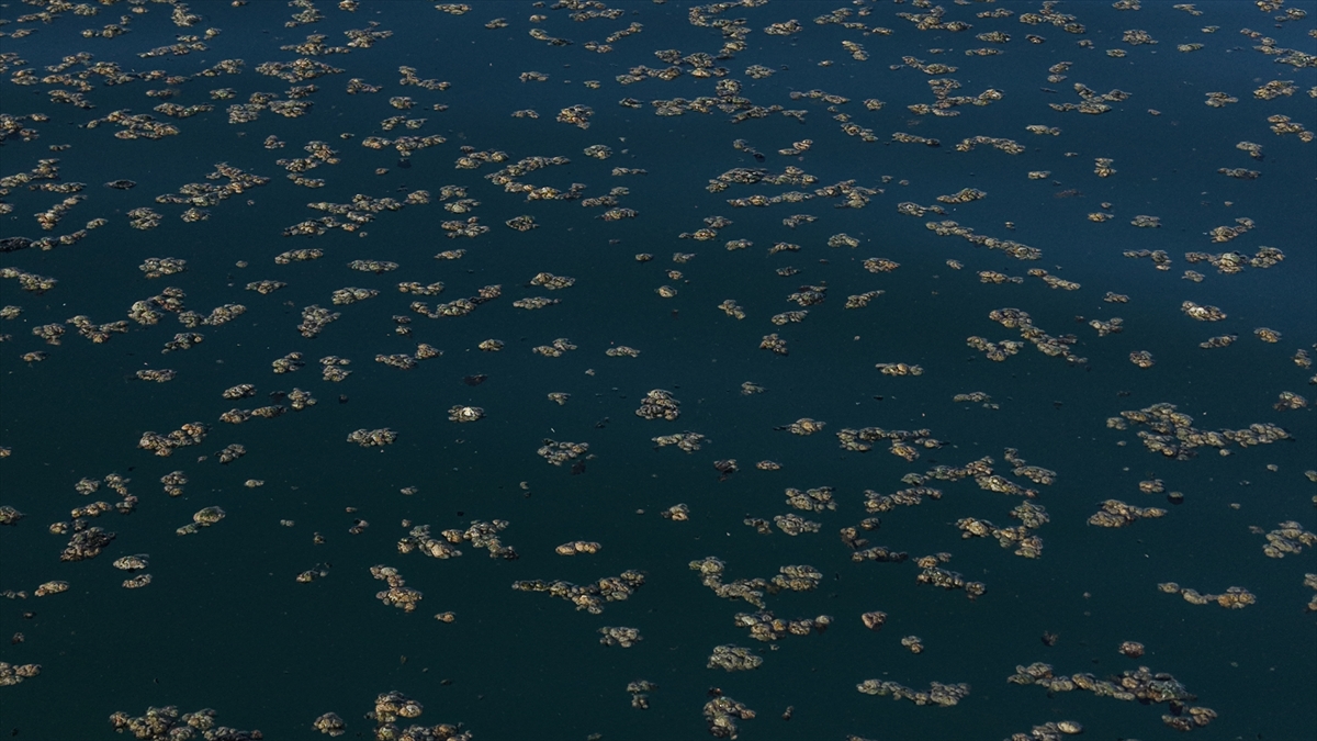 A A 20251022 39484339 39484337 V A N G O L U N D E K I Y I Y A Y A K I N B A Z I N O K T A L A R D A Y O S U N T A B A K A S I O L U S T U