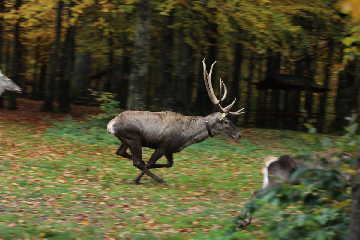 A A 20251022 39486766 39486755 K O C A E L I D E S A M A N L I D A G L A R I N A 7 K I Z I L G E Y I K B I R A K I L D I