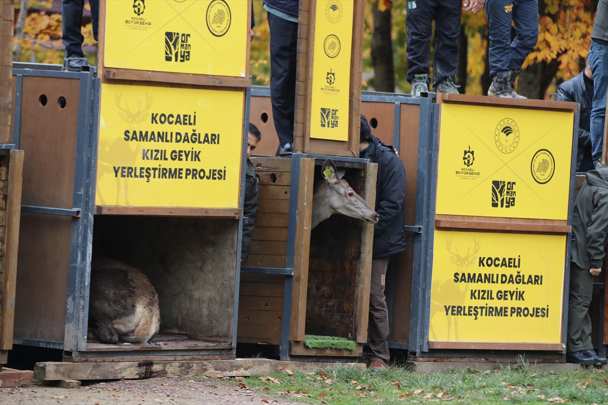 A A 20251022 39486766 39486757 K O C A E L I D E S A M A N L I D A G L A R I N A 7 K I Z I L G E Y I K B I R A K I L D I