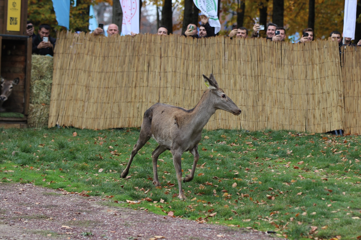 A A 20251022 39486766 39486759 K O C A E L I D E S A M A N L I D A G L A R I N A 7 K I Z I L G E Y I K B I R A K I L D I