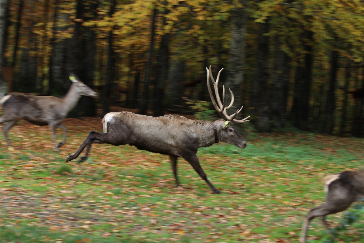 A A 20251022 39486766 39486762 K O C A E L I D E S A M A N L I D A G L A R I N A 7 K I Z I L G E Y I K B I R A K I L D I