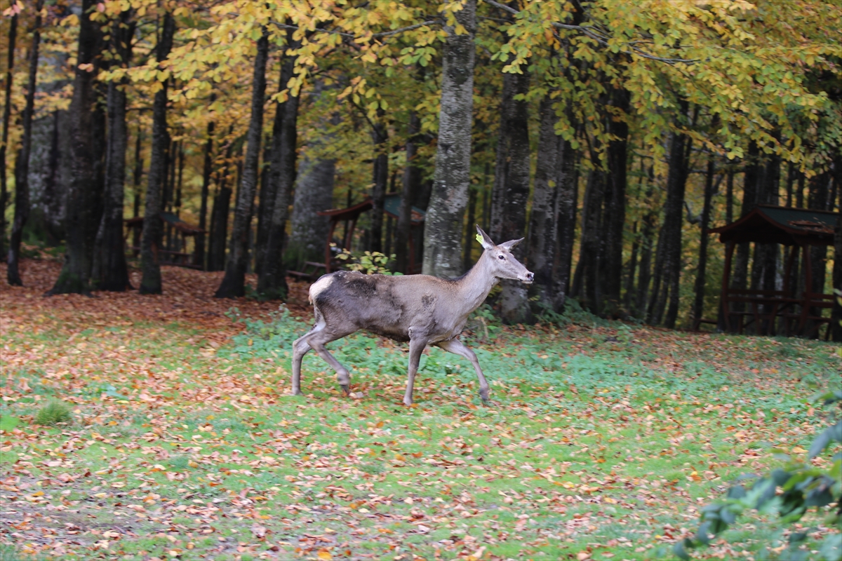 A A 20251022 39486766 39486763 K O C A E L I D E S A M A N L I D A G L A R I N A 7 K I Z I L G E Y I K B I R A K I L D I