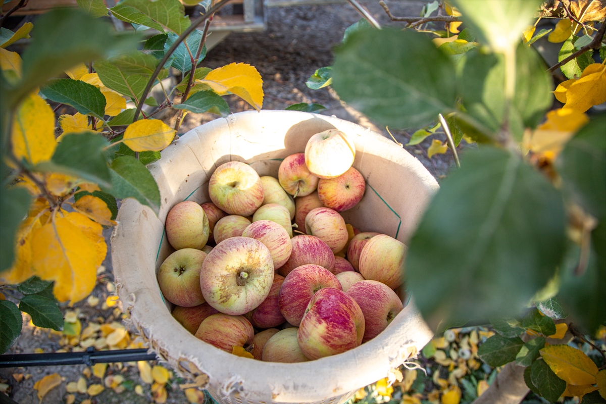 A A 20251026 39523286 39523284 K A R A M A N D A S E Z O N U N S O N E L M A L A R I O Z E N L E H A S A T E D I L I Y O R