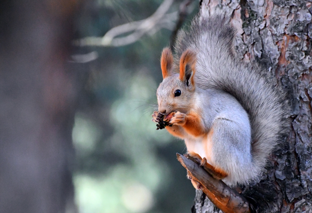 A A 20251026 39524129 39524124 K A R S T A K I K E K L I K V A D I S I N D E S O N B A H A R G U Z E L L I G I Y A S A N I Y O R