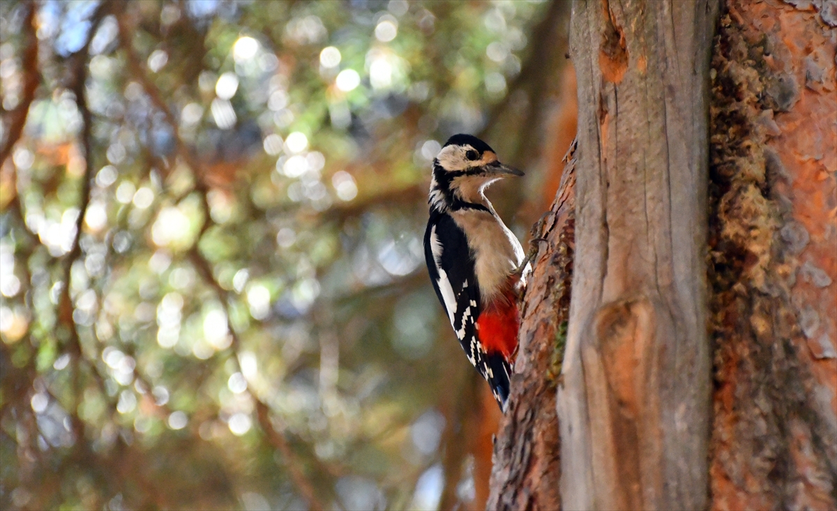 A A 20251026 39524129 39524126 K A R S T A K I K E K L I K V A D I S I N D E S O N B A H A R G U Z E L L I G I Y A S A N I Y O R