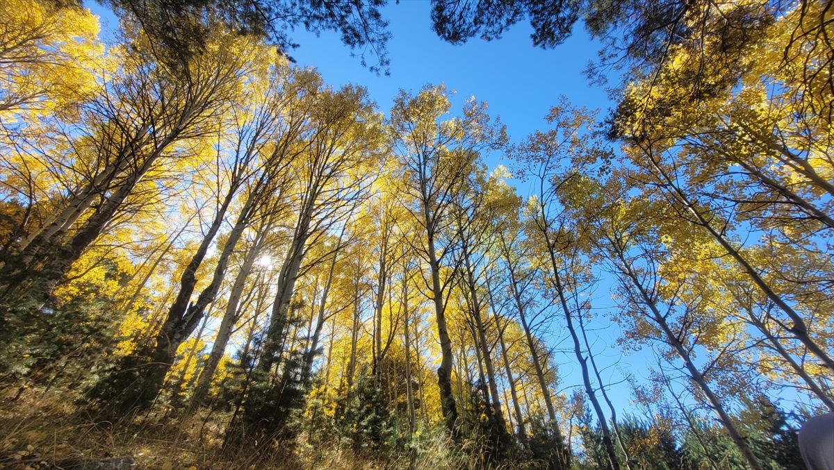 A A 20251026 39524129 39524127 K A R S T A K I K E K L I K V A D I S I N D E S O N B A H A R G U Z E L L I G I Y A S A N I Y O R