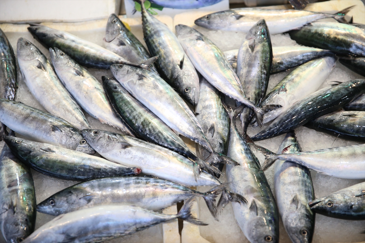 A A 20251026 39525234 39525229 O R D U D A P A L A M U D U N T A N E S I 150 L I R A D A N S A T I L I Y O R