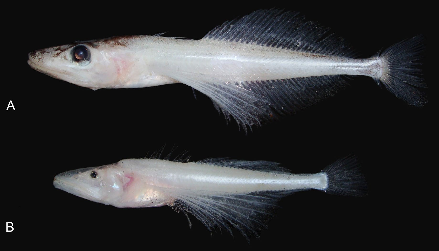 Kendi Yavrularını Yiyen Balık