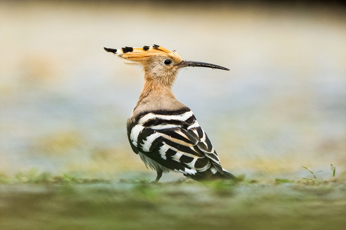Rize kıyıları, göçmen kuşların sığınağı oldu