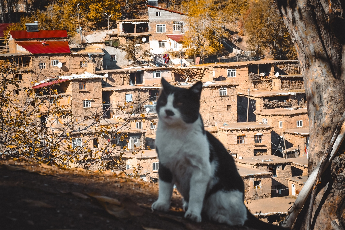 A A 20251103 39600766 39600760 B I T L I S T E K I T A S E V L E R S O N B A H A R M A N Z A R A S I Y L A F O T O G R A F T U T K U N L A R I N I A G I R L I Y O R