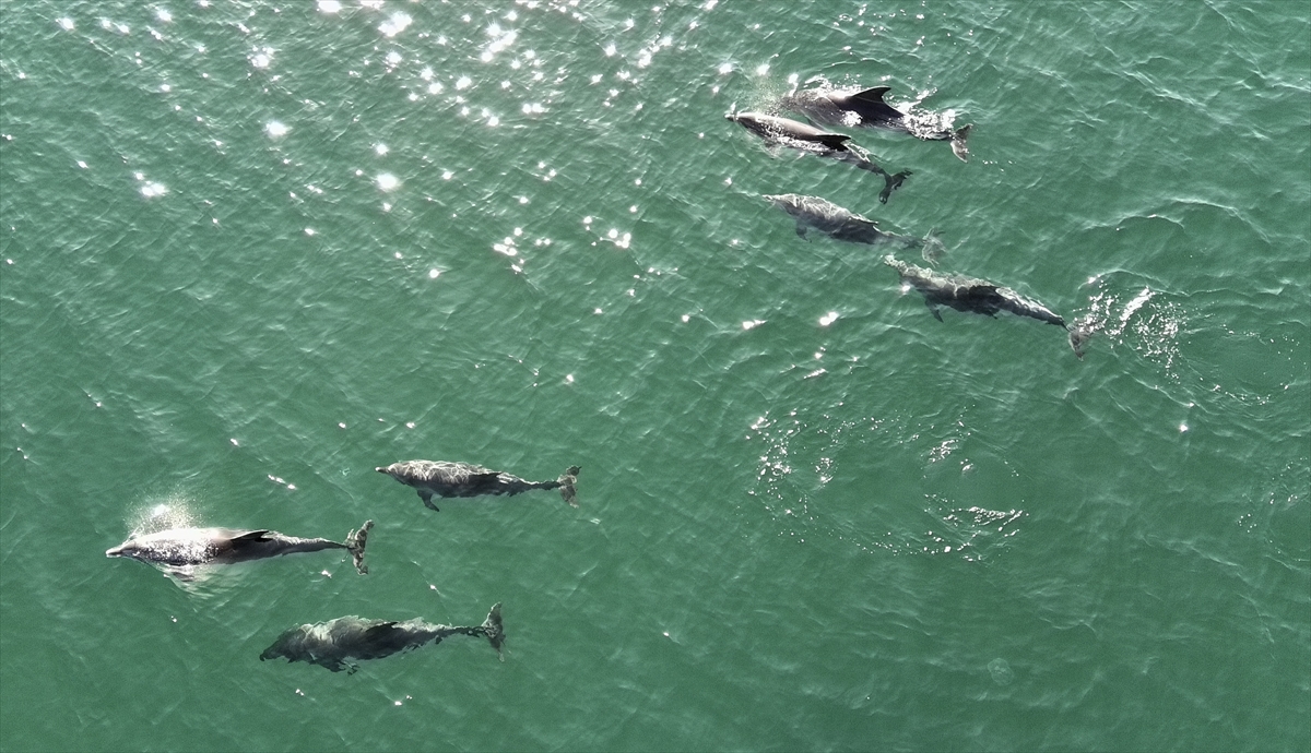 A A 20251110 39669090 39669088 K A R A D E N I Z D E D O L A S A N Y U N U S L A R D R O N L A G O R U N T U L E N D I