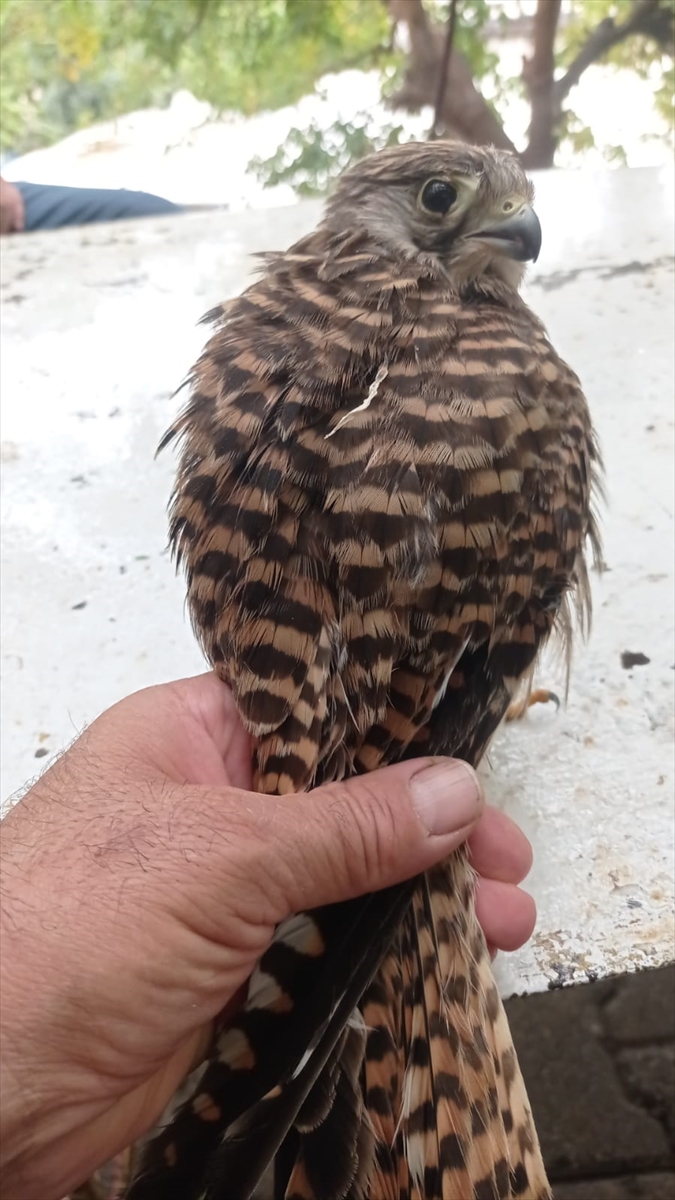 A A 20251119 39751180 39751177 S I R N A K T A Y A R A L I V E B I T K I N B U L U N A N 4 K U S T E D A V I A L T I N A A L I N D I