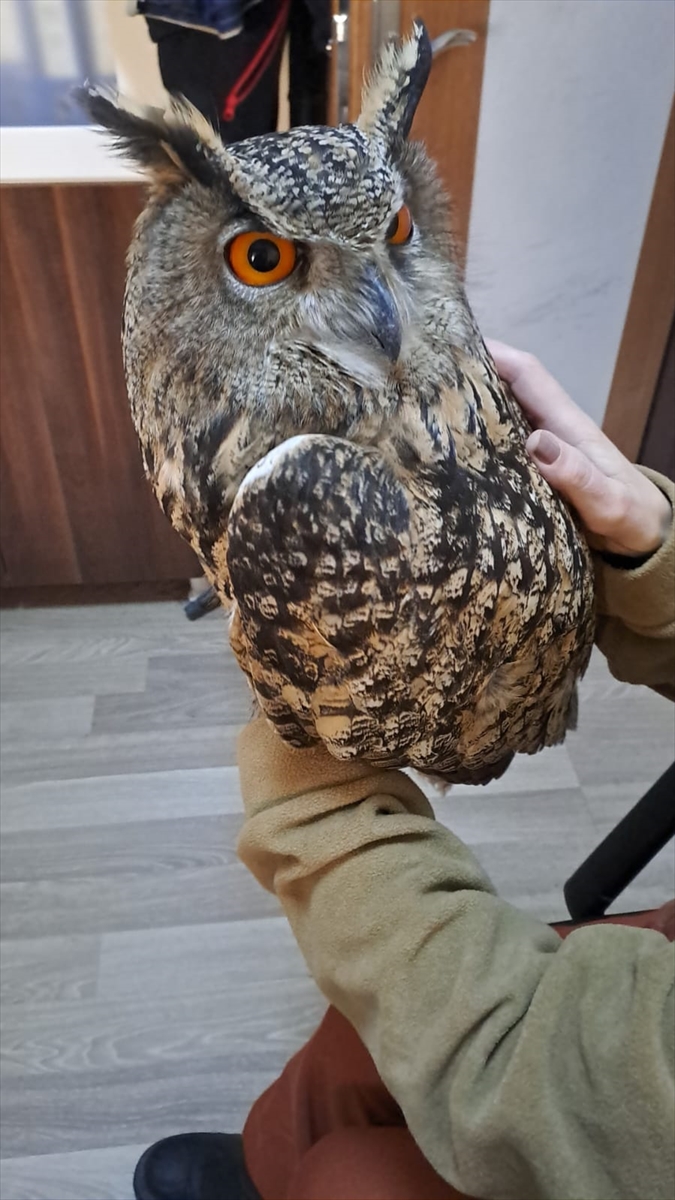 A A 20251119 39751180 39751178 S I R N A K T A Y A R A L I V E B I T K I N B U L U N A N 4 K U S T E D A V I A L T I N A A L I N D I