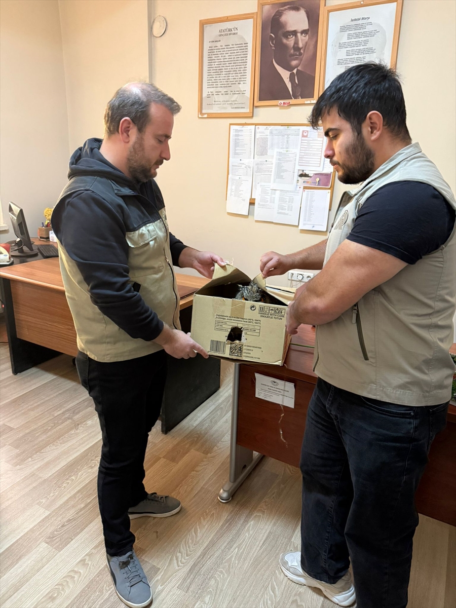 A A 20251119 39751180 39751179 S I R N A K T A Y A R A L I V E B I T K I N B U L U N A N 4 K U S T E D A V I A L T I N A A L I N D I