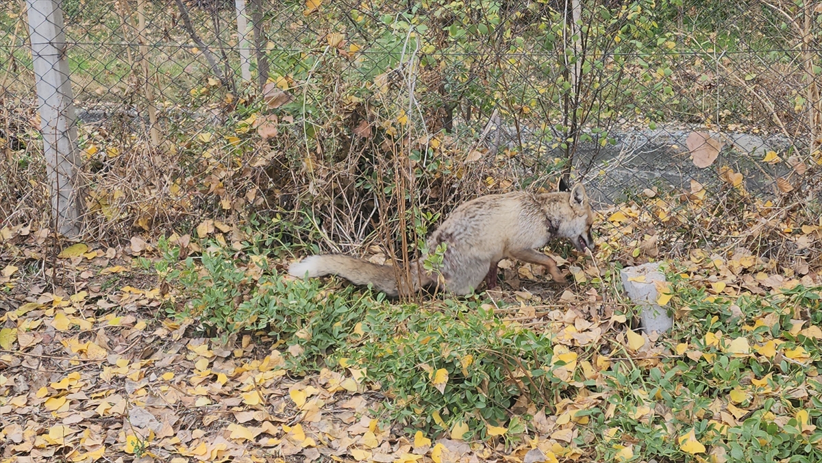 A A 20251120 39762076 39762070 A M A S Y A D A Y A R A L I H A L D E O K U L B A H C E S I N E S I G I N A N T I L K I K O R U M A A L T I N A A L I N D I