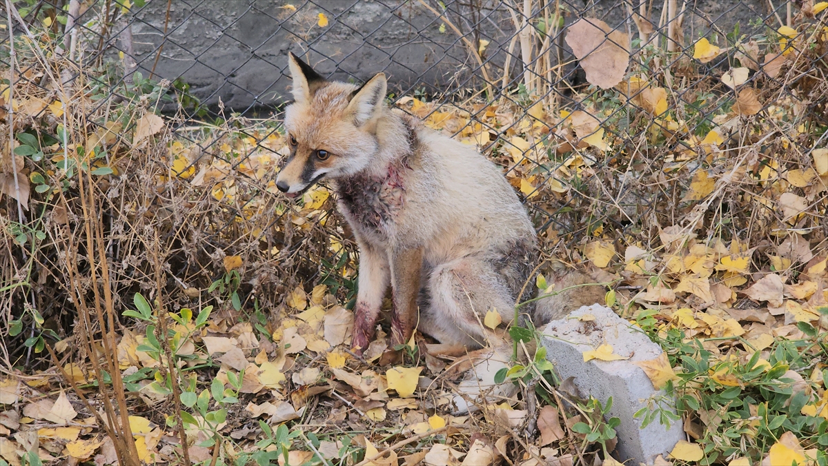 A A 20251120 39762076 39762071 A M A S Y A D A Y A R A L I H A L D E O K U L B A H C E S I N E S I G I N A N T I L K I K O R U M A A L T I N A A L I N D I